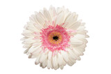 Gerbera flower on white