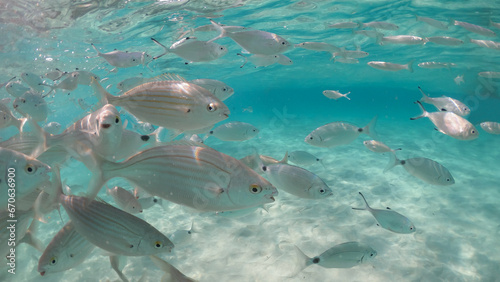 Fish in the crystal clear sea of Lampedusa