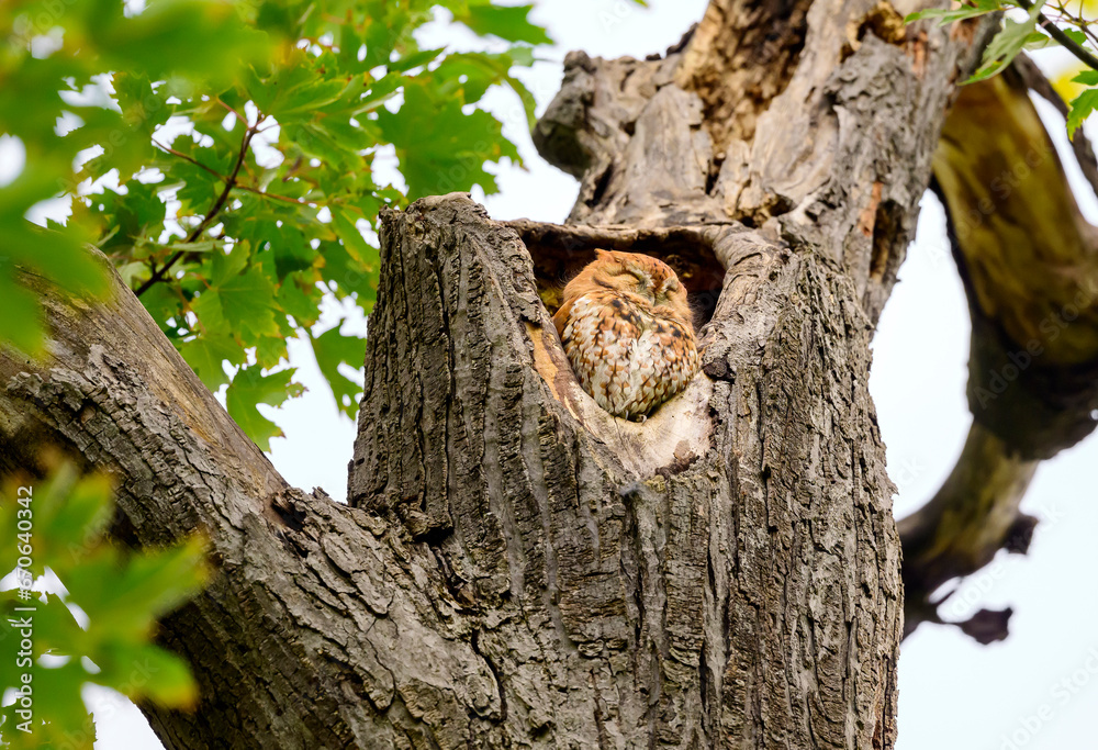 Obraz premium Red morph Eastern Screech Owl snoozing in a tree