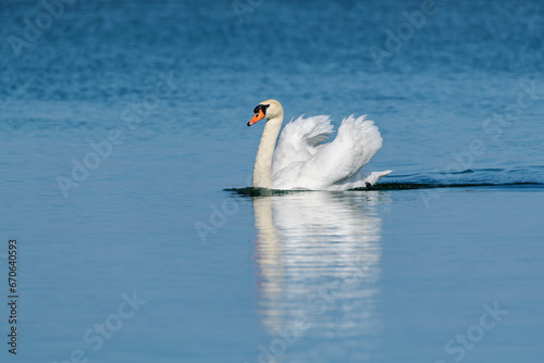 Mute Swan shwoing off plumage