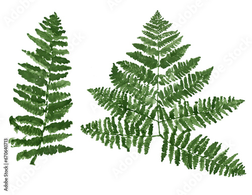 Isolated ferns leaves on white background