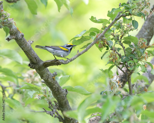 Golden-winged Warbler