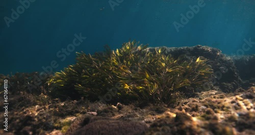 Seaweed underwater in transparent shalow ocean photo