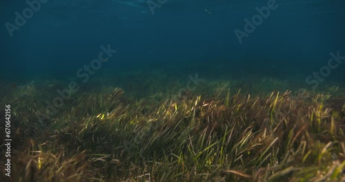 Seaweed underwater in transparent shalow ocean photo