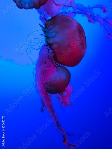 jelly fish in aquarium