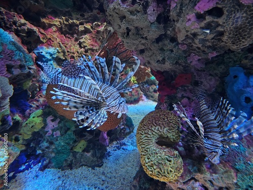 Lion Fish