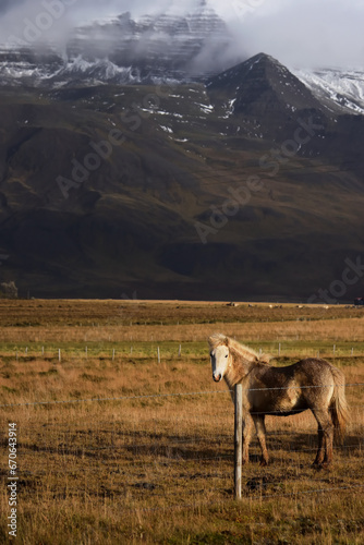 Icelandic horse standing behind a fence, looking at the camera. In the background, meadows and snow-capped mountains.