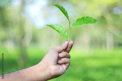 Fresh tea leaves holding on hand