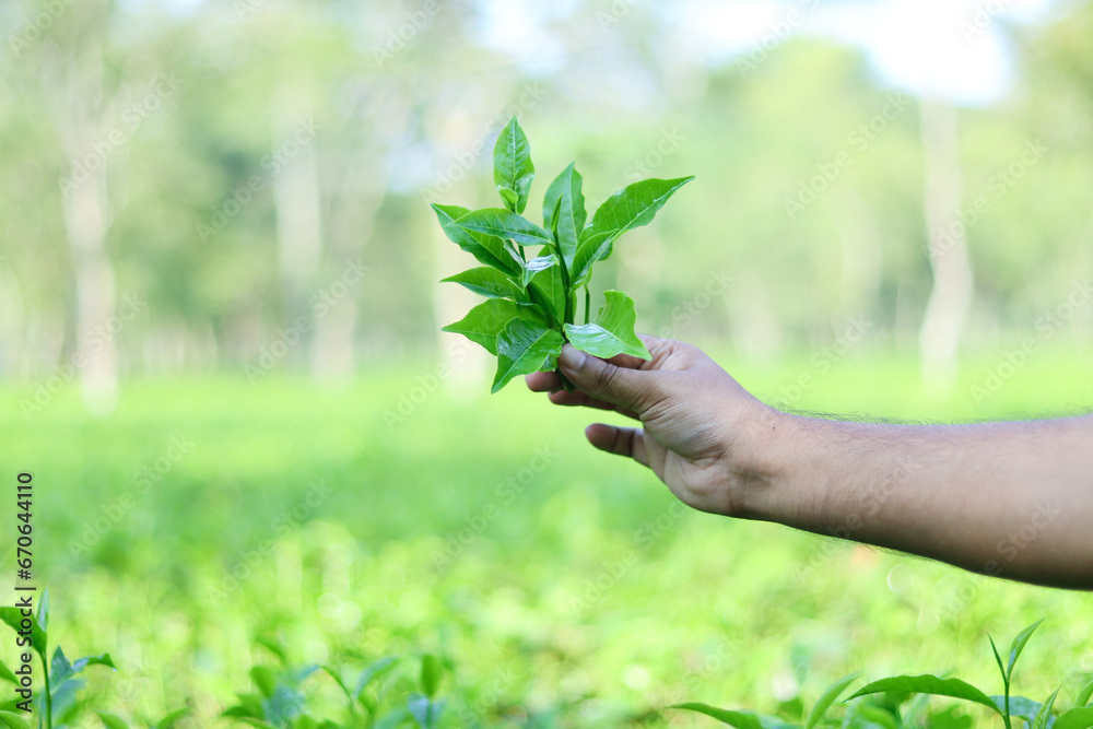 custom made wallpaper toronto digitalFresh tea leaves holding on hand