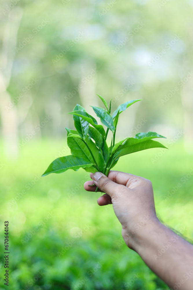 Fresh tea leaves holding on hand Fresh tea leaves holding on hand