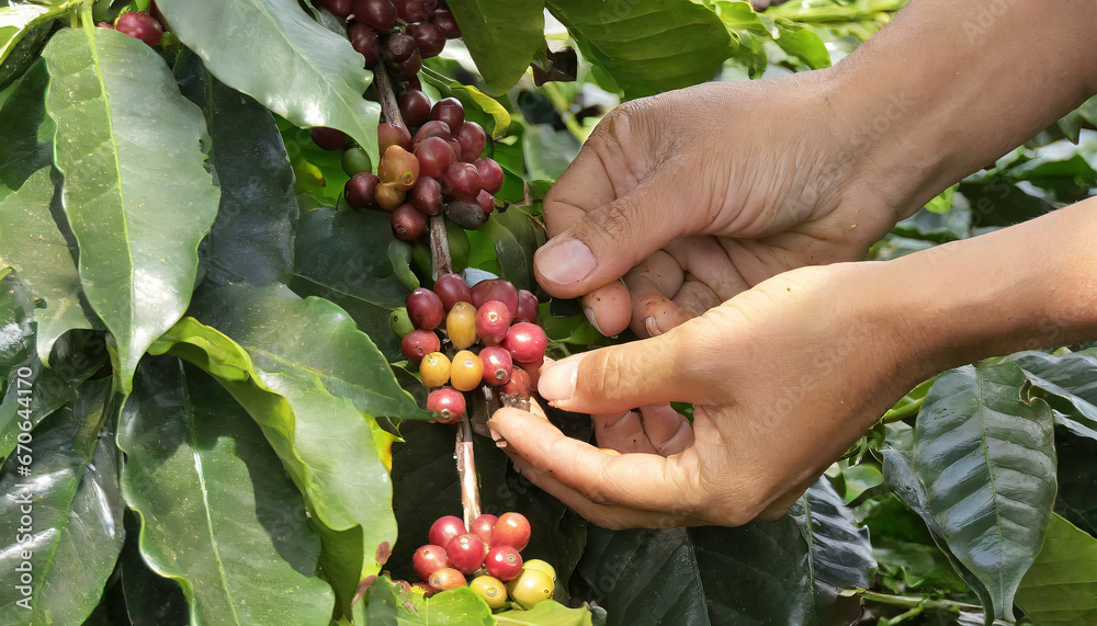 Hands collecting the coffee harvest