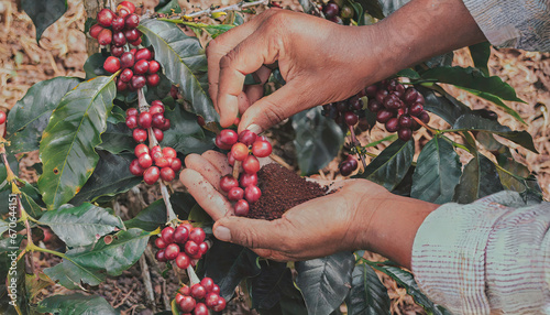 Hands collecting the coffee harvest