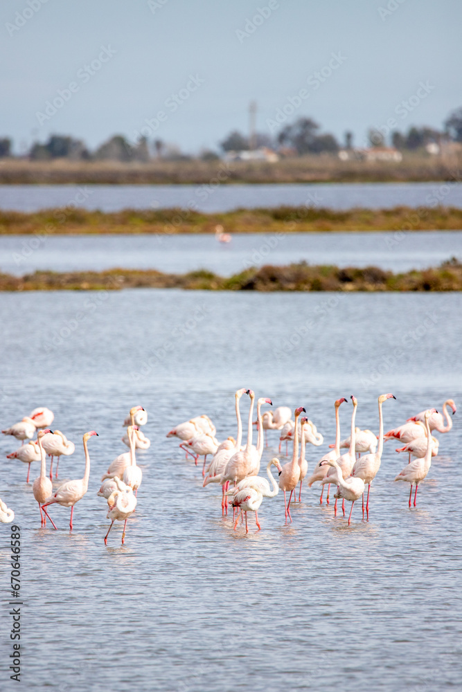 A group of flamingos in a lake at the Ebro delta in Spain