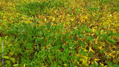Yellow and green soybean field