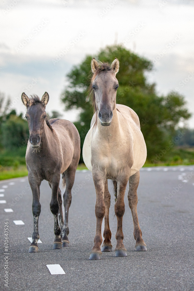 Obraz premium A couple of konik horses in the Netherlands