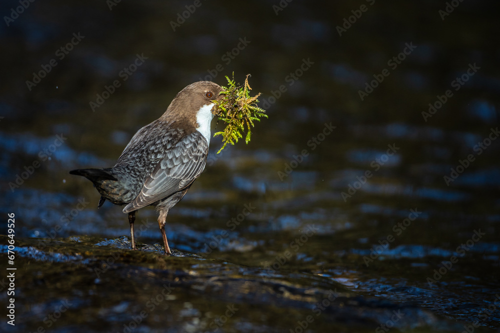 Fototapeta premium Wasseramsel (Cinclus cinclus)