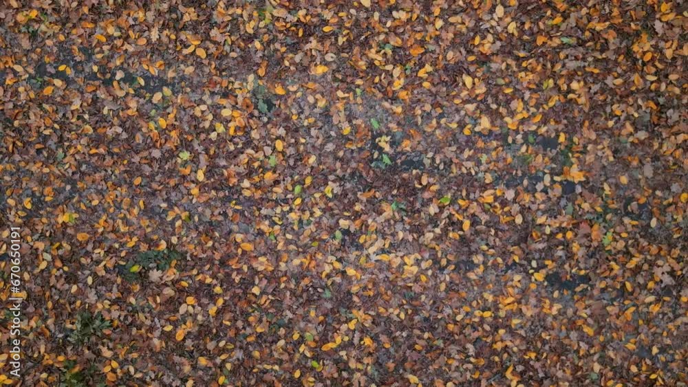 Autumn yellow and brown leaves on the ground
