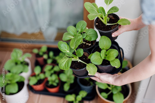 Bilde på lerret Woman holding tray with small pak choi seedlings (bok choy or chinese cabbage)