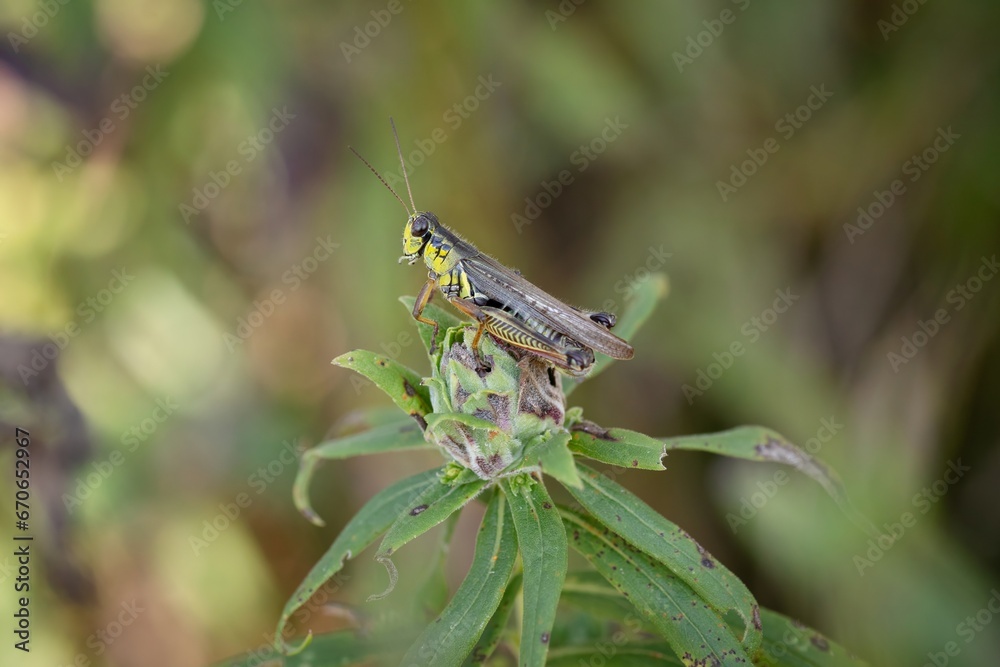 GRASSHOPPER CLOSE UP GRASSHOPPERS INSECT PHOTOS GRASSHOPPER CLOSE UP GRASSHOPPERS INSECT PHOTOS