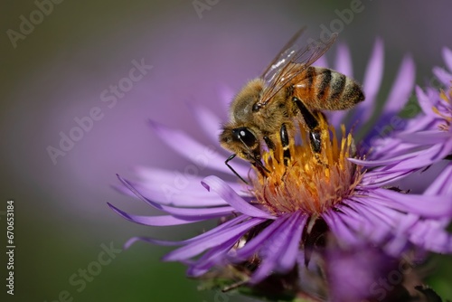 HONEY BEE CLOSE UP BEES © JACQUELYN