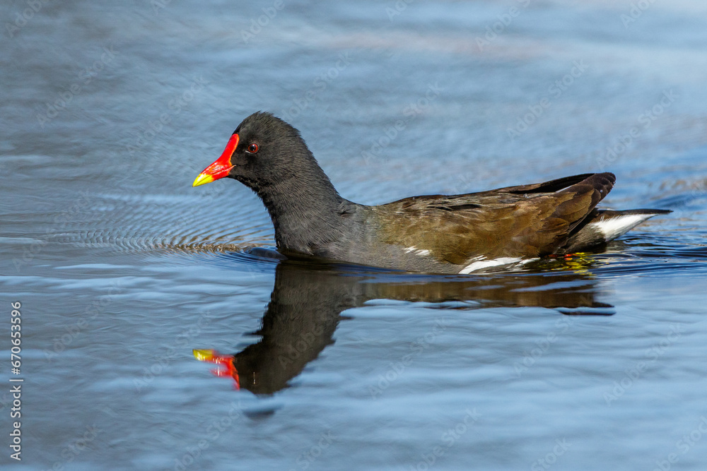 Teichhuhn (Gallinula chloropus) Teichhuhn (Gallinula chloropus)