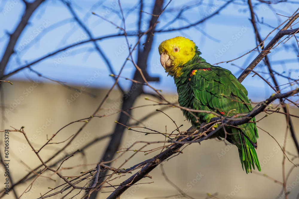 Gelbkopfamazone (Amazona oratrix) Gelbkopfamazone (Amazona oratrix)