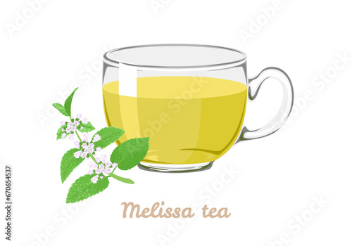 Melissa tea (lemon balm) in transparent glass cup. Vector cartoon illustration of herbal tea.
