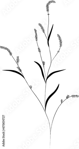 Grass of meadows and fields, black outline. Sketch of medicinal plants, vector drawing.