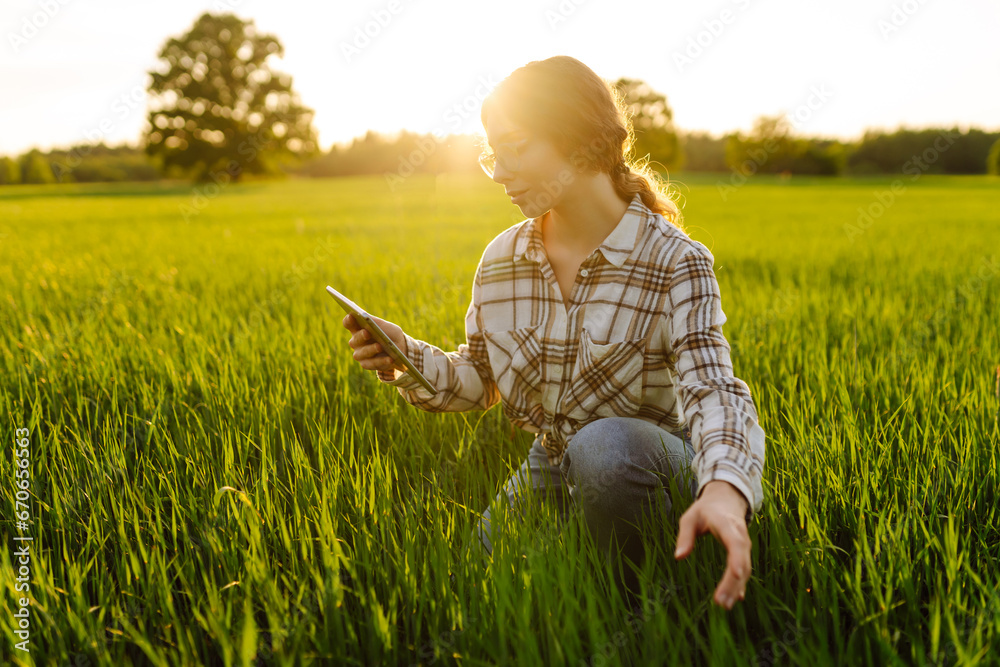 Young woman agronomist works on a modern digital tablet on a green wheat field. A senior woman farmer checks the quality of young wheat sprouts using a tablet. - obrazy, fototapety, plakaty 