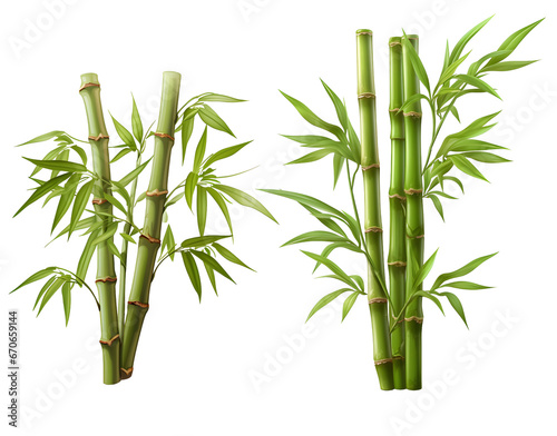 Elegant Vector Illustration of Bamboo Bushes and Bamboo Trees