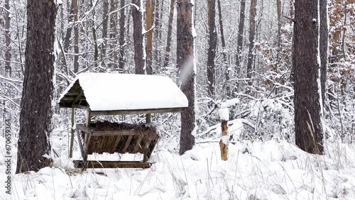 Animal feeder in the winter forest, snawfall and cold wind in the forest