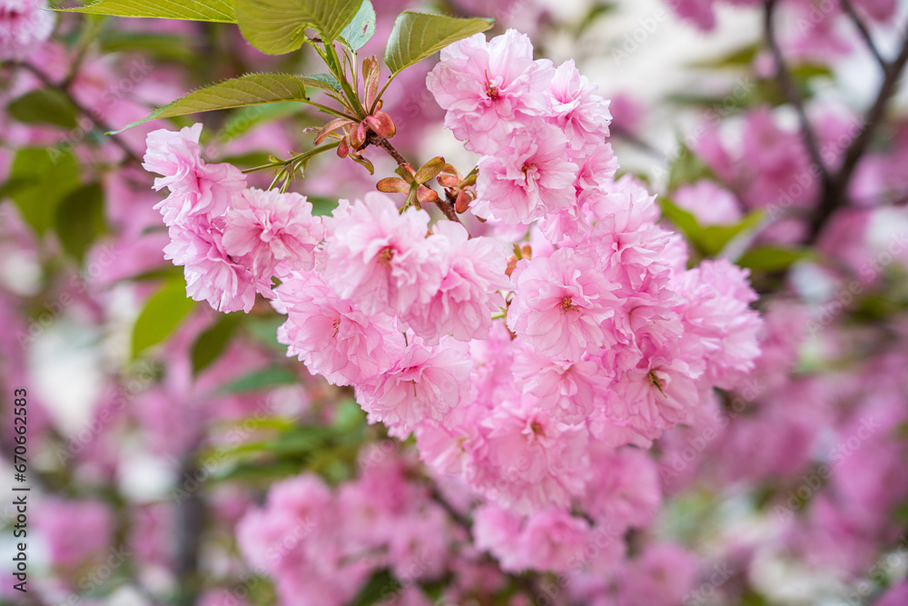 Colorful cherry blossom flower in full bloom in National Mall, Washington DC in spring