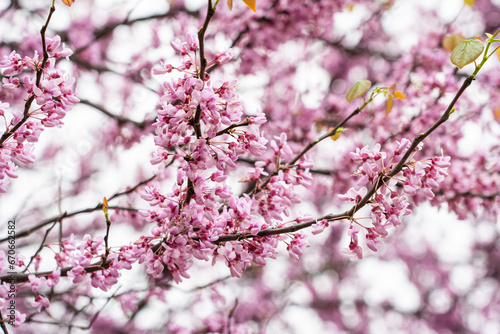 Obraz na płótnie Colorful cherry blossom flower in full bloom in National Mall, Washington DC in spring w salonie
