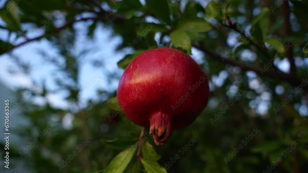 Pomegranate on the tree close up Pomegranate on the tree close up