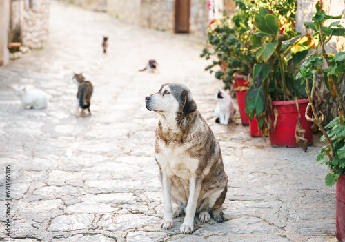 Canvas Print Homeless animals seek shelter