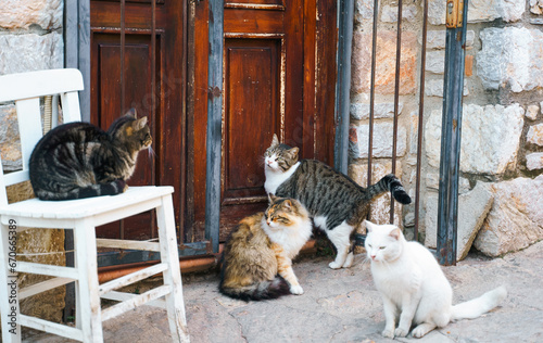Homeless animals seek shelter. Surviving cats wander street of village,old town. Stray, abandoned creatures. Sad, lonely,helpless pets cat need rescue care. Desperate hope for home finding