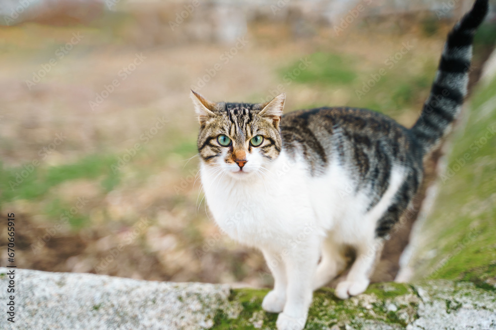 Homeless animals seek shelter. Surviving cat wander street of village,old town. Stray, abandoned creatures. Sad, lonely,helpless pets cats need rescue care. Desperate hope for home finding