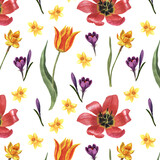 Flowers of crocuses, daffodils, tulips, leaves are made in watercolor on a white background in watercolor. Ideal for packaging, greeting cards.