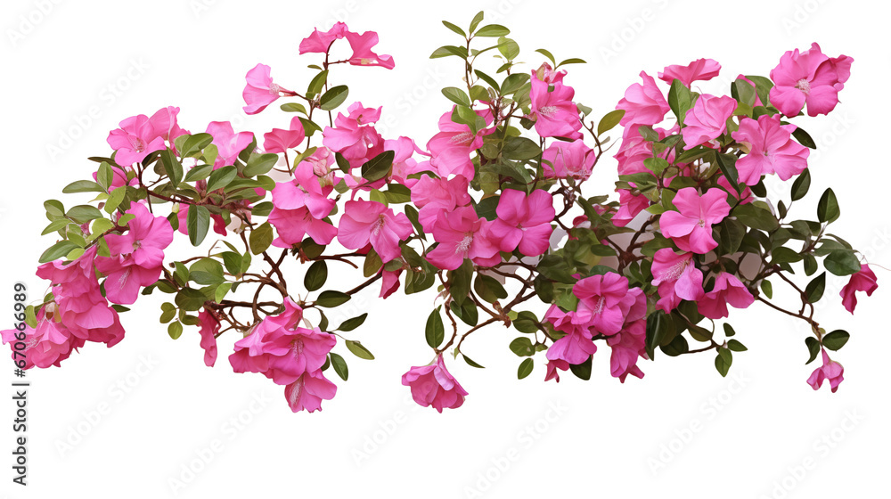 Fototapeta premium Pink bougainvillea flowers horizontal border with leaves and plants isolated on transparent background. Generative AI