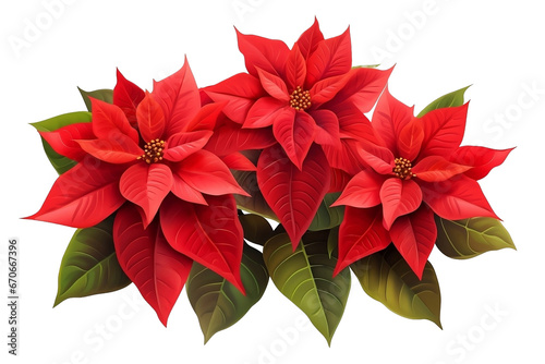 red Christmas poinsettia isolated on white background