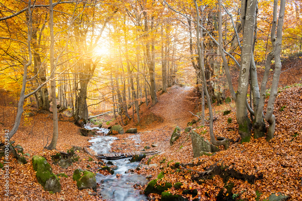 Beautiful Autumn forest in Carpathians. Red fallen leaves cover ground in autumn forest with warm sunshine