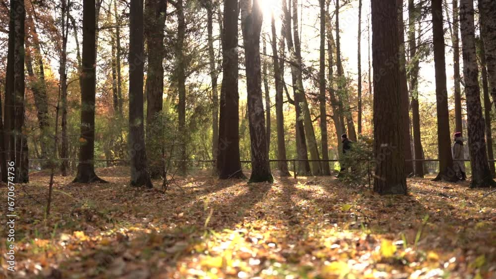 Autumn Park leaves are falling tree pillars in the forest. The sun shines through the trees, the cold. The tranquility and harmony of nature. Autumn Park leaves are falling tree pillars in the forest. The sun shines through the trees, the cold. The tranquility and harmony of nature.