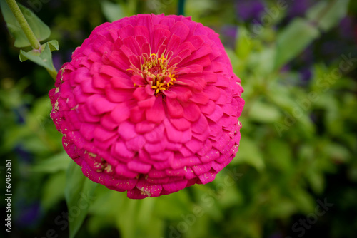 pink flower in the garden