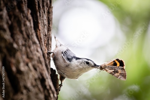 BIRD EATING INSECT WHITE BREASTED NUTHATCH EATING MOTH photo