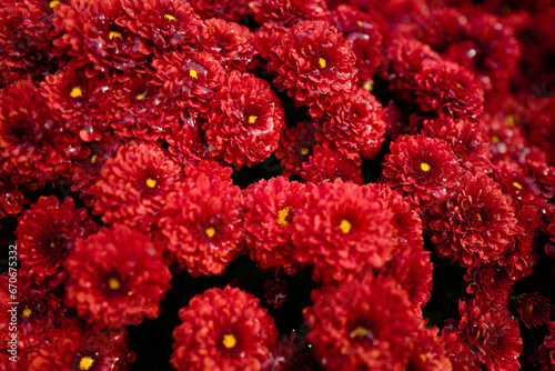 red dahlia flower