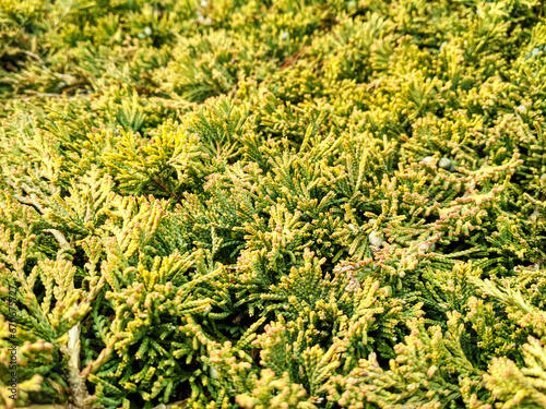 Juniperus horizontalis 'Golden Carpet' Creeping Juniper. Juniper tree branch texture needle background photo