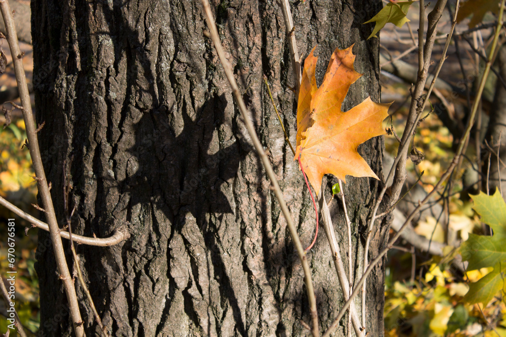 yellow maple leave ready to fall shot close up yellow maple leave ready to fall shot close up