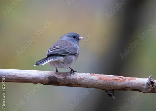 junco songbird on branch