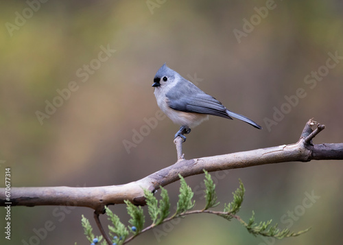 songbird on branch
