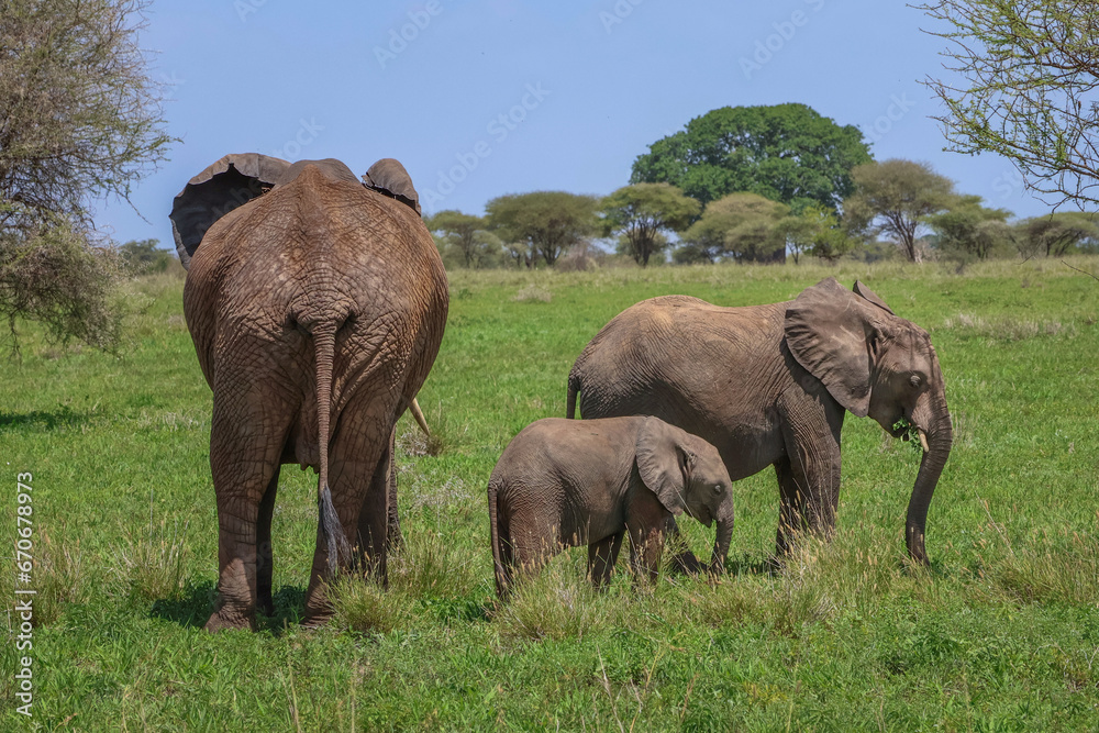 Mom elephant with two young calves standing together in the green grass with a blue sky background.  In Serengeti Tanzania Africa
